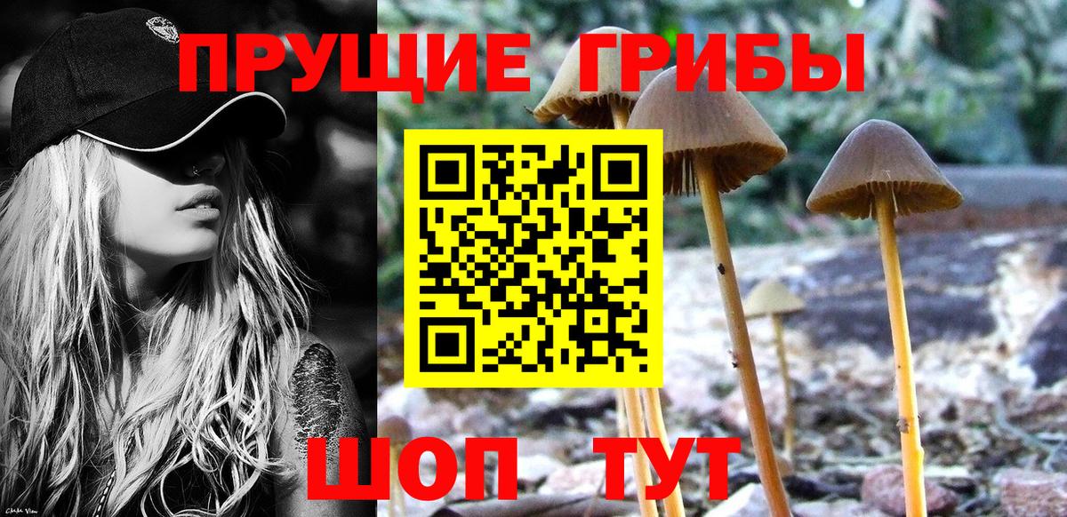 Псилоцибиновые грибы Psilocybine cubensis Саратов